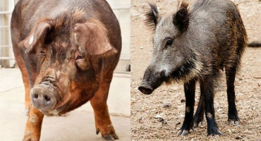 Jaký je rozdíl mezi prasetem a divočákem, popis vzhledu a chování zvířat